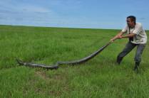 Puxando uma sucuri pelo rabo no Hato El Cedral, na região dos llanos venezuelanos, perto da cidade de Mantecal